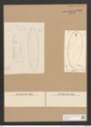 Surirella sp. (de-Toni-Nr.: Genus 53, Species 2236 ?) Zeichnungen Sammlung Grunow Nr. 4817 (NHMW-BOT-W0372973)